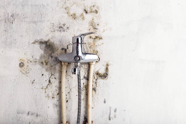 Best Affordable Mold Removal  in Watervliet, NY