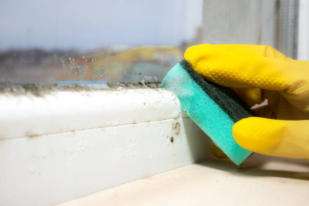 Best Attic Mold Removal  in Watervliet, NY