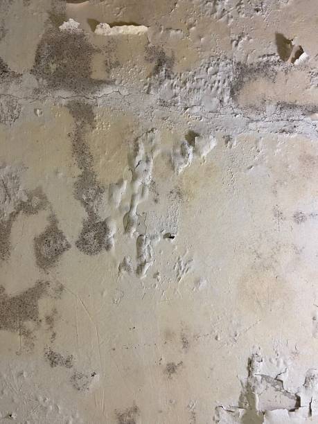 Best Black Mold Removal  in Watervliet, NY