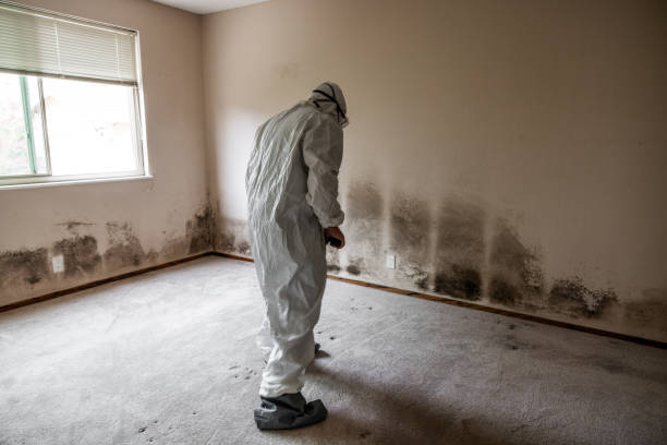 Attic Mold Removal in Watervliet, NY