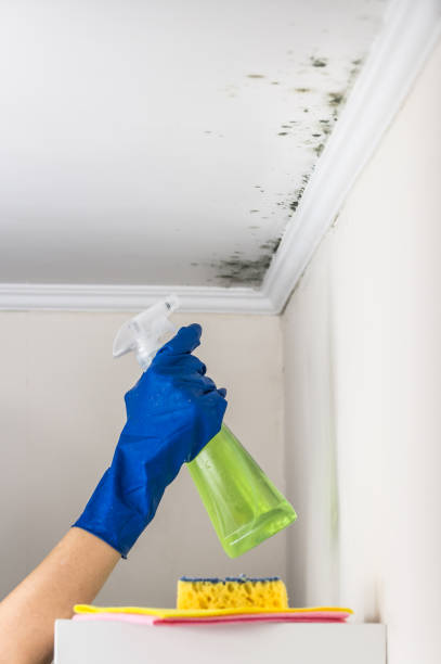 Best Fast Mold Removal  in Watervliet, NY